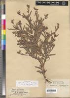 Image result for Sphaeranthus peduncularis