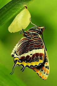 Aesthetic Sharer Zhr On Twitter Butterfly Species Beautiful Butterflies Butterfly