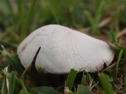 南房総ほんまる農園