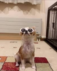 Pin By Ky Schatz On Tik Tok Animal Memes Chihuahua Step Brothers