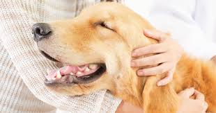 When to get vaccine shots or jabs for your pet when puppies, kittens and kits are born they are usually protected from infections by their mother's milk, providing she has been regularly vaccinated. What Are Pet Vaccines And Why Are They Important Petlifesa