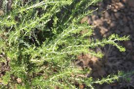 Image result for Pentzia