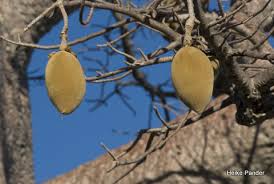 Check spelling or type a new query. Baobabs And Their Wild Fruits Baobab
