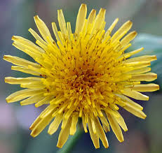 Image result for Sonchus oleraceus