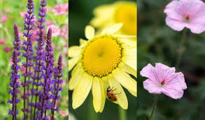 Staudenbeet Pflanzplan Kostenlose Skizzen Fur Sonnige Halbschattige Und Schattige Standorte Summer Plants Garden