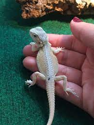 Pin On Bearded Dragons