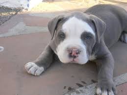 Pin On Pit Bulls And Dogs