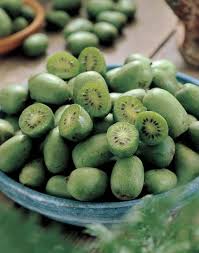 Mini Kiwi Kiwibes Actinidia Arguta Online Vaste Planten Bestellen Fruitbomen Zaden Planten