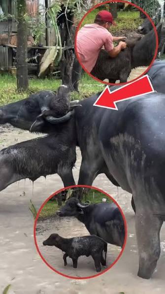 Brave Rescue Saves Trapped Calf in Heart-Stopping Viral Video 🐃❤️ A  heartwarming video is making the rounds on social media after a young man  courageously rescued a calf trapped in a dangerous