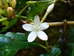 Image result for Mitriostigma axillare