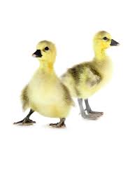 Olx.ro iti ofera posibilitatea de a publica anunturi gratuite pentru orasul tau si imprejurimile sale. Pui De Gasca Emden Furaje Gospodaru