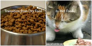 Transitioning Feline Dry Food Addicts To Canned Food