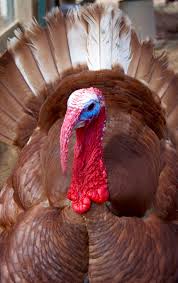 White Birds That Look Like Turkeys Bourbon Red Turkey Bourbon Red Turkey Turkey Breeds Turkey Bird