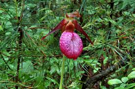 We did not find results for: Massachusetts State Flower Search In Pictures