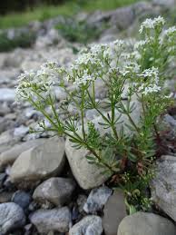Image result for Galium scabrellum