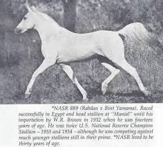 Black And White Horse Names Pin By Lasair Johnson On Arabian Horse Heritage Sarette Horses Arabian Horse Horse Photos