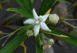 Image result for Kanahia laniflora
