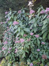 Image result for Hyparrhenia dichroa