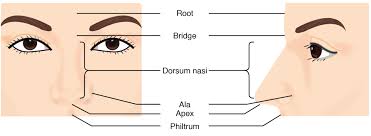 The anterior part of the nasal septum contains a very. Nose Anatomy And Histology Of The Human Nose Medical Library