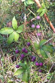 Image result for Cissus aralioides