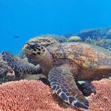 Image result for Lactuca imbricata