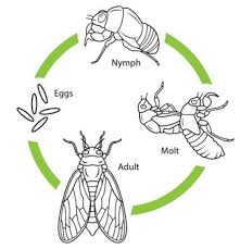 Skip to background and description. 6 Facts About Cicadas The Sound Amplifier Pest Wiki
