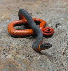The belly is bright orange or yellow. Ring Necked Snake Snake Pet Snake North American Animals