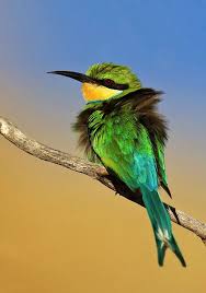 مـ مل كۃ ح ــ وآء Forestwonders Max Muench On Instagram In 2020 Beautiful Birds Pet Birds Bird Wallpaper