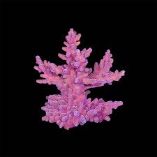 Image result for Acroceras macrum