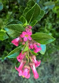 Image result for Escallonia