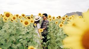 You can click these links to clear your historyor disable it. Lopburi Sunflower Field Thailand Akses Ke Ladang Bunga Matahari Di Lopburi Thailand Rosa Gusfa