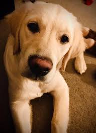 Bed ramp recommendations for dogs