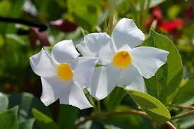 Image result for mandevilla obrázek