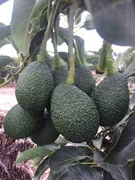 Fruit trees for sale in temple on yp.com. Oxfarm Organic Ltd On Twitter Fruit Tree Seedlings For Sale Contact 0712075915 To Order Https T Co Kvnxx4g2hk Seedsofgold