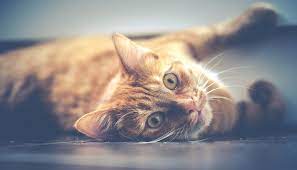 Biblical Meaning Of Cats In Dreams Interpretation And Meaning