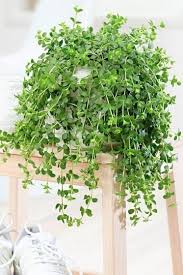 17 Plants You Can Buy Online That Ll Immediately Make Your Room Better Hanging Plants Plants Hanging Plants Outdoor