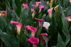 All parts of plant contain calcium oxalate crystals, an irritant to the mouth and esophagus. Gallery Coastal Callas