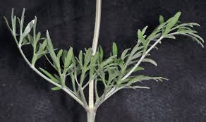 Image result for Clematis hirsuta