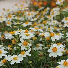 Image result for Bidens