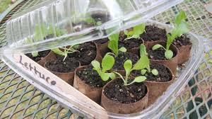 It's one of the best ways to bootstrap a few hundred dollars into a good income. Biodegradable Seed Starting Pots And Mini Greenhouse Garden Diy Hack Youtube