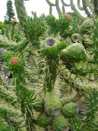 Image result for Austrocylindropuntia