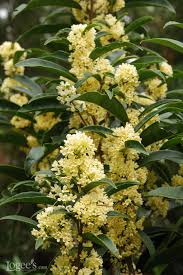 Not one has a scent that is merely fresh and leafy. Best Smelling Houseplants Diy Network Blog Made Remade Diy