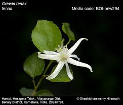 Image result for Grewia praecox