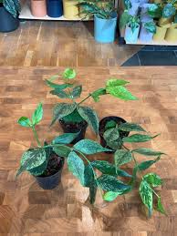 Image result for Ochna polyneura