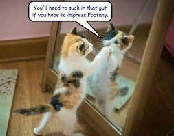 Mirror Mirror Kittens Cutest Cute Funny Animals Funny Cat Memes