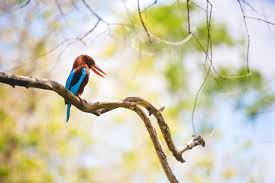 Five Of The Most Beautiful Wildlife Sanctuaries In Kerala It was established in the month of august in year. five of the most beautiful wildlife sanctuaries in kerala