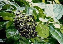 Image result for Premna serratifolia