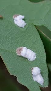 Image result for puklice na pokojových rostlinách obrázek