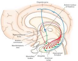 The Limbic System Integrative Systems Part 2 Limbic System Neuroscience Neuron Structure