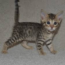 Each savannah cat is priced according to the appearance quality depending on tica standards. F5 Savannah Kittens Available Savannah Kittens For Sale Generation F5